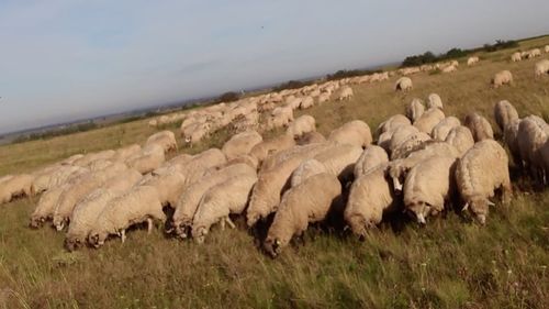 Stânele din arealul munţilor Hăşmaş, cartografiate şi incluse pe o hartă online care va include și traseele cicloturistice, pentru protejarea turiştilor