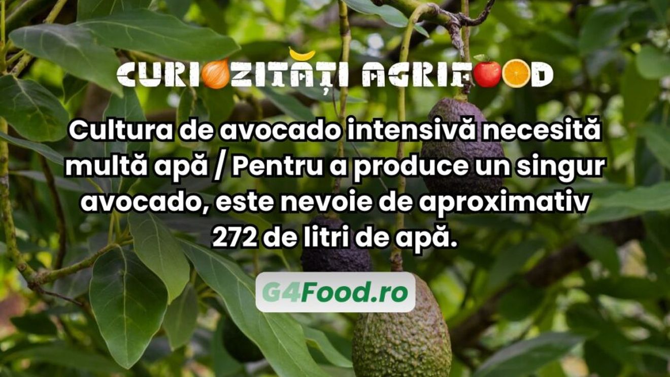Curiozitate agri-food: Cultura intensivă de avocado necesită multă apă / Pentru a produce un singur avocado, este nevoie de aproximativ 272 de litri de apă