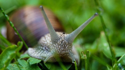 Studiu: Melcii invazivi, care produc daune culturilor, pot fi respinşi cu ajutorul usturoiului