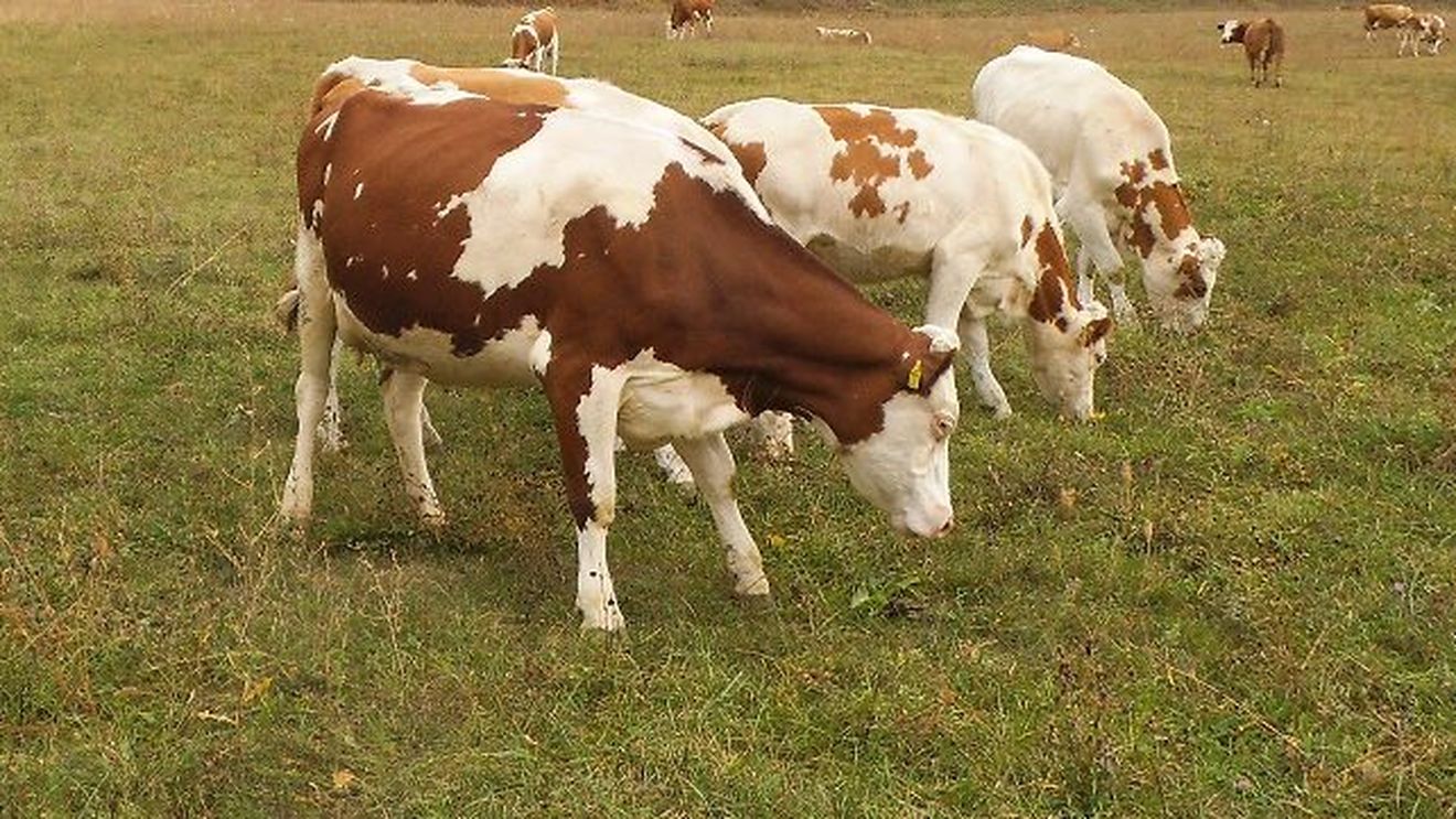 După ce a muncit 10 ani în Statele Unite, Ionel Chirilă din Cerghizel, județul Mureș, a reușit să modernizeze ferma de creștere a vacilor de lapte întemeiată de părinții săi