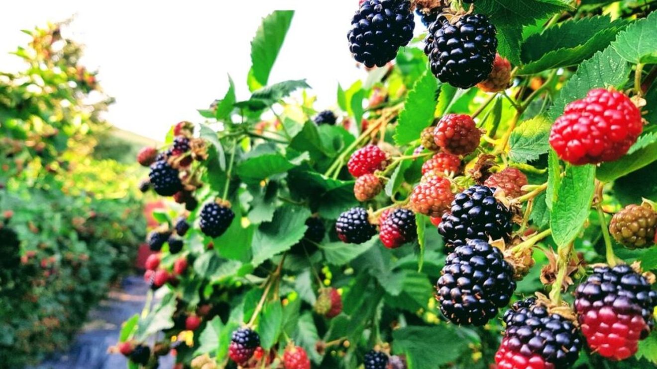 FOTO | „Curtea cu mure” - ideea antreprenorială a unui cuplu din județul Brașov care a renunțat la viața de apartament. „Pentru noi această mică afacere este un venit suplimentar și un mod de a ne menține în formă prin muncă fizică”