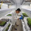 De ce cercetătorii din Texas au trimis semințe de struguri în spațiu / Acestea vor fi expuse radiațiilor cosmice, iar după revenirea pe Pământ, semințele spațiale vor fi replantate!