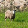 Fraudă descoperită de ANSVSA: 75 de ovine declarate moarte în Tulcea au fost găsite vii în Cluj