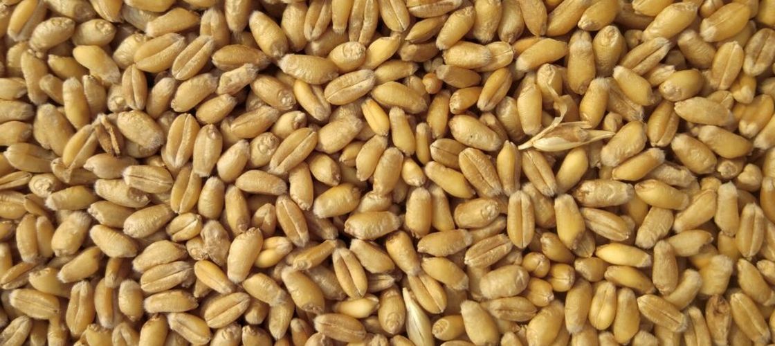 Estonia interzice tranzitul cerealelor din Rusia și Belarus / Tallinn vrea să împiedice porturile baltice să devină rute alternative de export