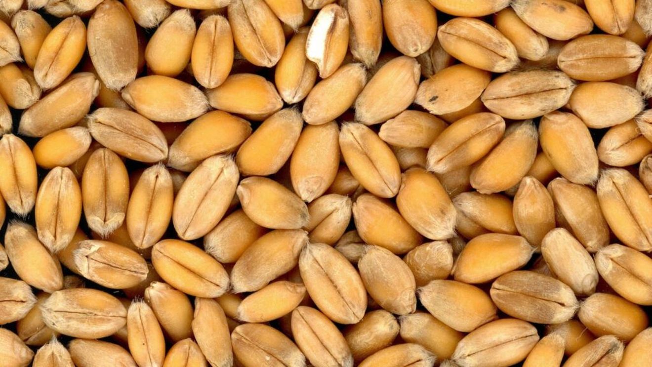 Recolta globală de grâu, mai scăzută în următorul sezon agricol, potrivit primei prognoze publicată de USDA / Noile date oficiale au împins, în sus, prețurile bursiere