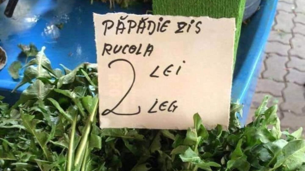 Care sunt diferențele dintre rucola, păpădie și susai / Toate trei sunt comestibile și sunt folosite în special în salate