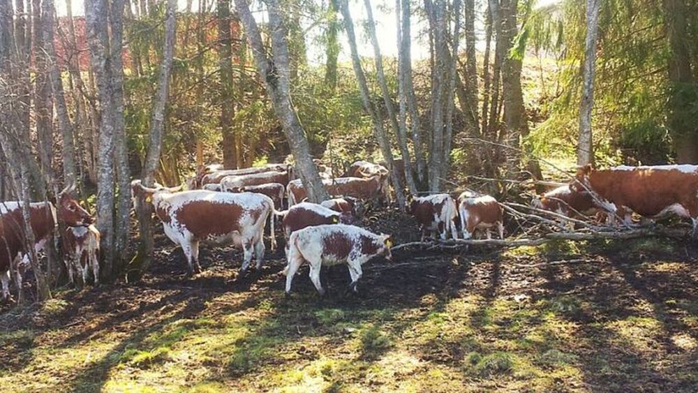 Cum a ajuns o familie din Irlanda să dețină cea mai mare fermă de vaci din rasa Roșie norvegiană din lume / Sistemul norvegian de evaluare genetică stă la baza deciziilor privind reproducerea