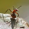 Oamenii de știință au descoperit în Borneo un „hiperparazit” care atacă celebra „ciupercă zombie” / Descoperirea ar putea avea aplicații în agricultură și medicină
