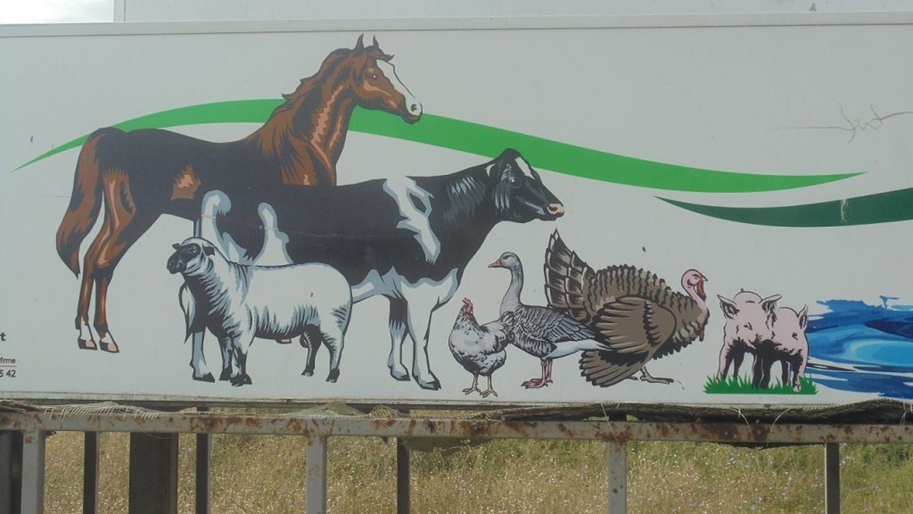 Lantulalimentar.ro în județul Ialomița: pentru combaterea pestei porcine africane, autoritățile sanitar-veterinare au omorât toți porcii din comuna Sărățeni