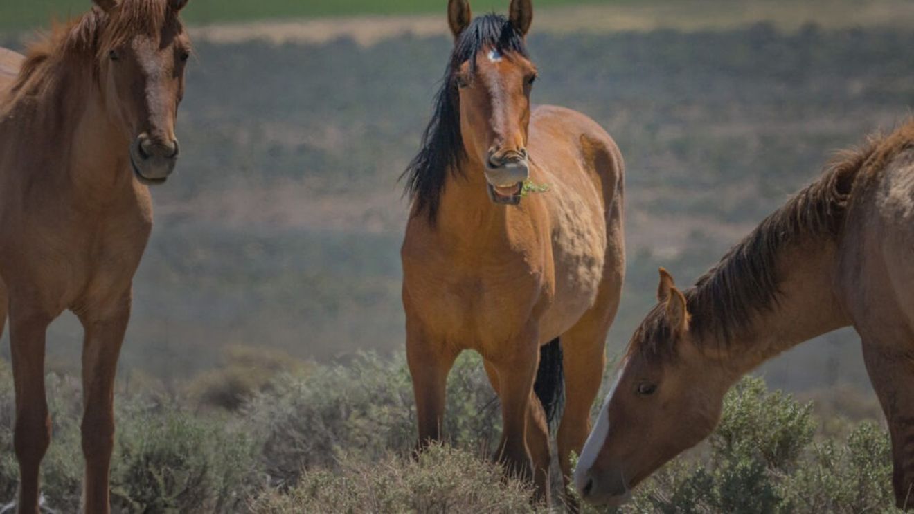 Este ciocolata sigură pentru cai? Putem sau nu să îi răsfățăm cu ceva dulce?