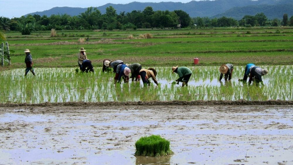 Proiect de agricultură sustenabilă pentru cultivarea orezului în Vietnam / Beneo și ONG-uri internaționale reduc impactul asupra climei / Peste 1.000 de fermieri vietnamezi din Delta Mekong vor fi instruiți în tehnici agricole ecologice