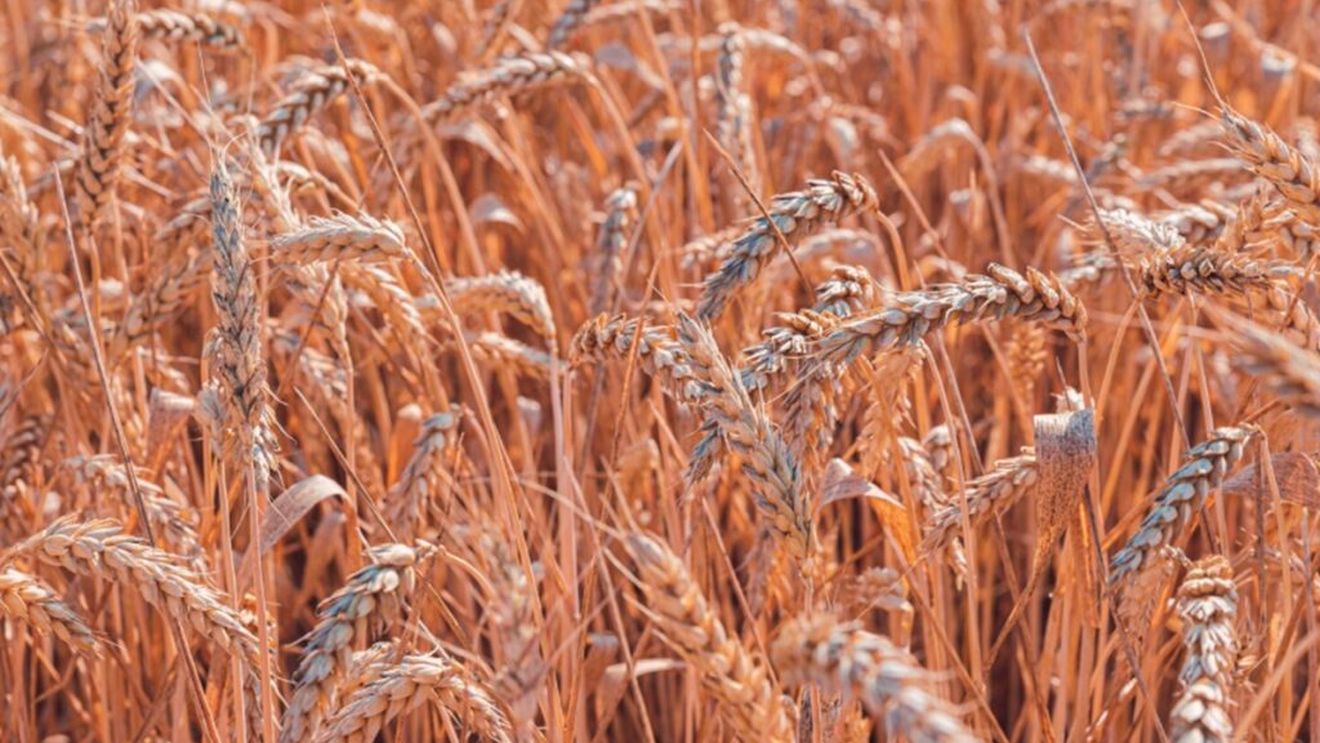 Noi provocări pentru agricultori: Temperaturile ridicate și umiditatea pot afecta culturile de grâu / Fusarioza revine în atenția fermierilor