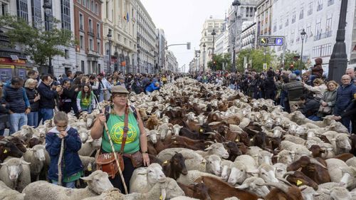 Peste 1000 de oi vor străbate străzile centrale din Madrid de Sărbătoarea Transhumanței. Păstorii, nemulțumiți de modificare traseului convențional din cauza manifestațiilor neautorizate