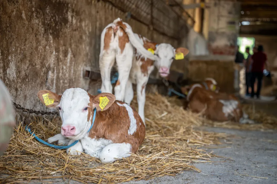 viorel-marin-anamob-g4food-agricultura-romaneasca-digitalizarea-agriculturii-agricultura-viitorului-inteligenta-artificiala-farmtopia-ferme-de-familie-fermieri-romani-senzori-iot-tehnologii-agricole-zootehnie-productia-de-lapte-stres-termic-la-bovine-schimbari-climatice-eficienta-energetica-fonduri-europene-morarit-panificatie-industria-alimentara