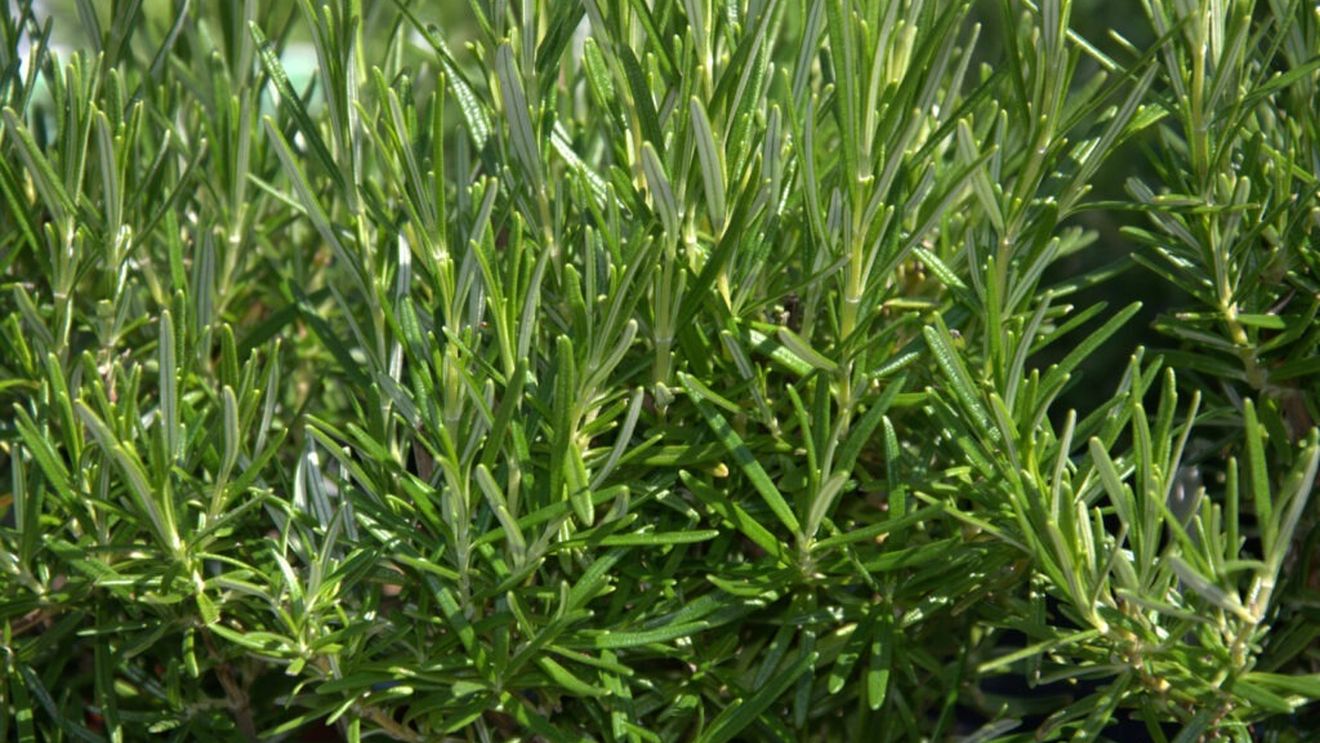 Rozmarinul, planta care calmează, protejează creierul și poate preveni demența / Studiile arată că poate proteja memoria și reduce riscul de demență