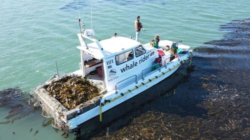 Un startup cultivă alge uriașe, care absorb CO2 și stimulează biodiversitatea locală / Plantele sunt transformate în biostimulanți pentru sol și într-o alternativă la piele