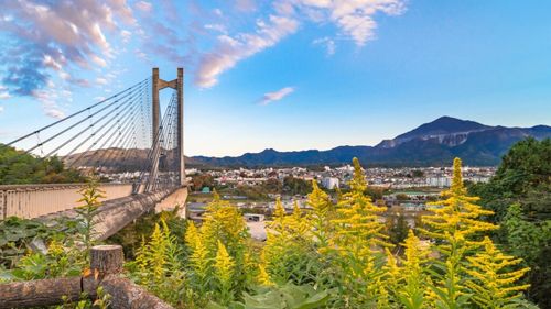 Amenzi de 51.000 de lei, aplicate proprietarilor care nu şi-au curăţat terenurile de ambrozie, în Sectorul 6 al Capitalei