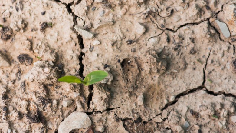Un „burete” biodegradabil ar putea păstra apa în sol / Un test făcut pe culturile de grâu a arătat că a crescut umiditatea solului și a stimulat activitatea biologică