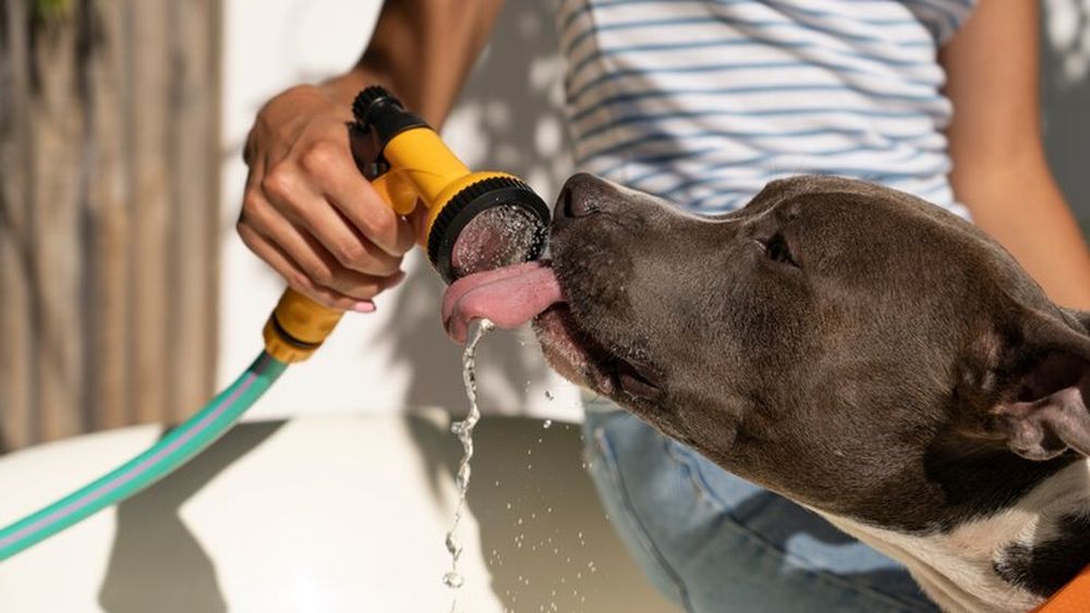 Veterinarii recomandă atenție și toleranță cu animalele de companie în zilele caniculare