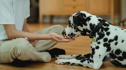 Recompense și snack-uri pe care le poți oferi animalelor de companie