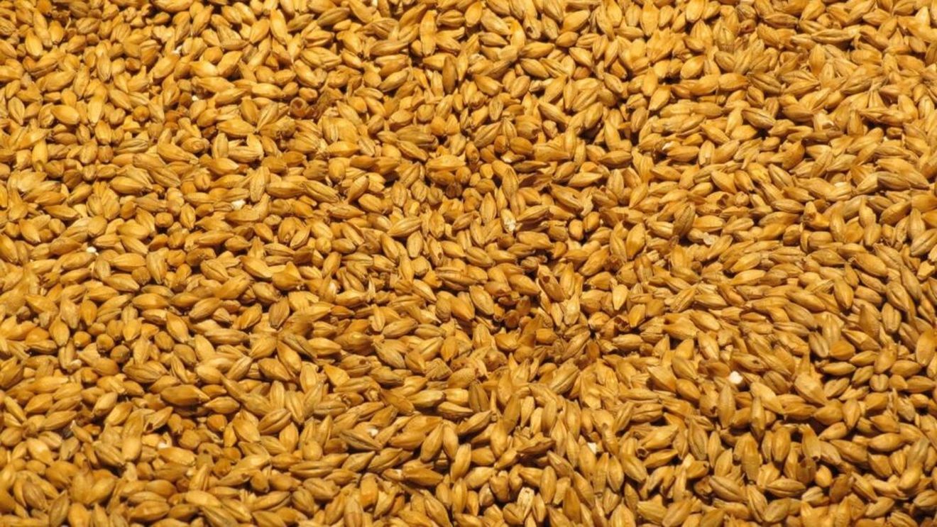 Orzul românesc, expediat la aproape 9.000 de km distanță, în Vietnam / Țara din Extremul Orient a plătit peste 15.000.000 de euro de la începutul anului comercial