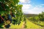 Portughezii au început să culeagă via noaptea. Cum schimbă canicula tradiția recoltării strugurilor