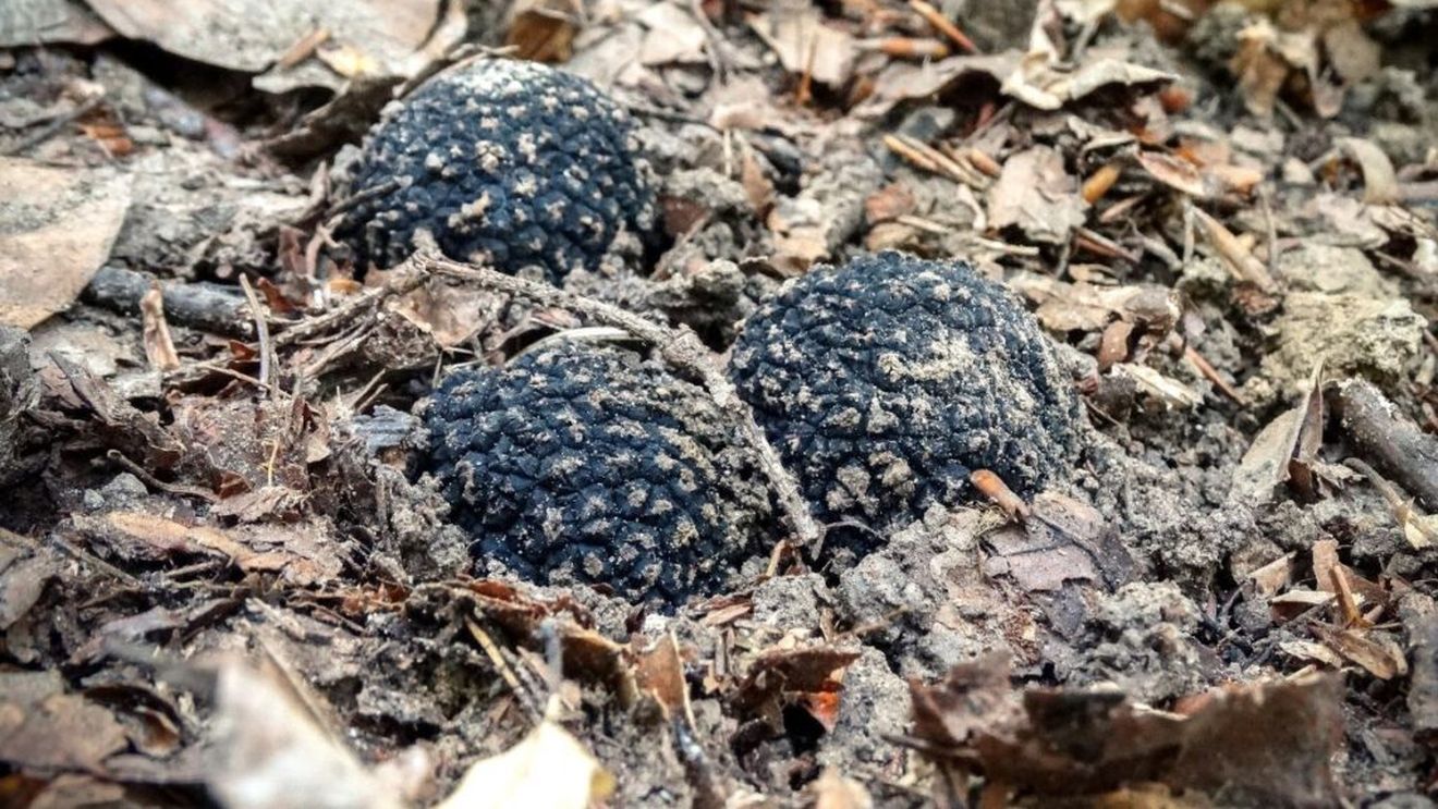 Neamț: Polițiștii confiscă peste 5 kilograme de trufe negre rare, care ar putea valora mii de euro, găsite într-o mașină, cu ajutorul câinilor specializați