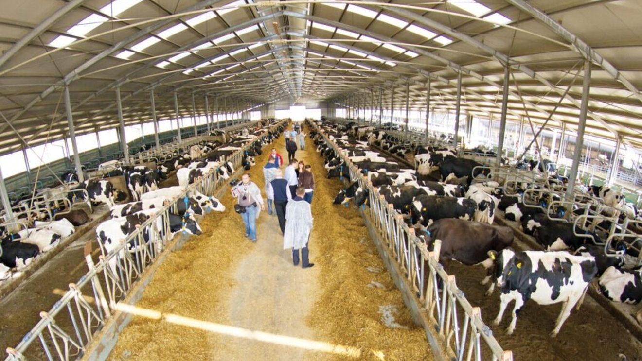 Compania românească DN AGRAR Group, unul dintre producătorii de lapte de vacă renumiți din Europa, a ajuns la afaceri de 213 milioane lei / Profitul, majorat cu 65%