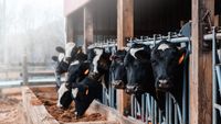 Ce mănâncă vacile schimbă compoziția laptelui. Un nou studiu arată de ce unele tipuri conțin mai mulți acizi grași benefici