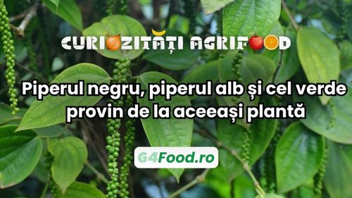 Curiozitate agri-food: Piperul negru, piperul alb și cel verde provin de la aceeași plantă / Sunt același fruct, recoltat și procesat în etape diferite