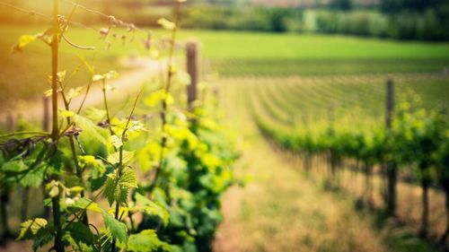 Cum se pregătește agricultura pentru schimbările climatice / Specialiști din cinci țări s-au întâlnit la Bujoru