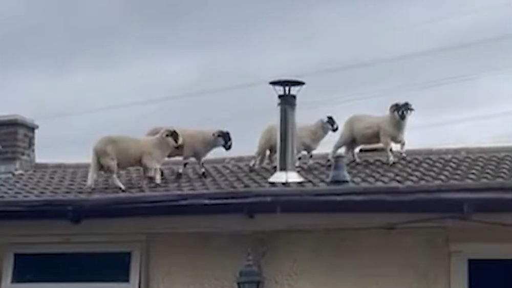 VIDEO O tânără a povestit cum s-a trezit cu o mică turmă de oi pe acoperișul casei