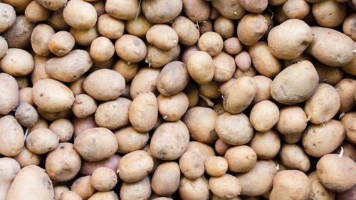 Sectorul european al cartofului este în criză din cauza supraproducţiei şi a scăderii preţurilor / Volume mai mari cu 10%, la principalii producători