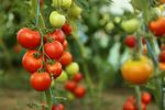 Secretul unei recolte bogate de roșii? „Lasă plantele în pace” / Metoda neobișnuită a unui cultivator care deține peste 7.000 de soiuri