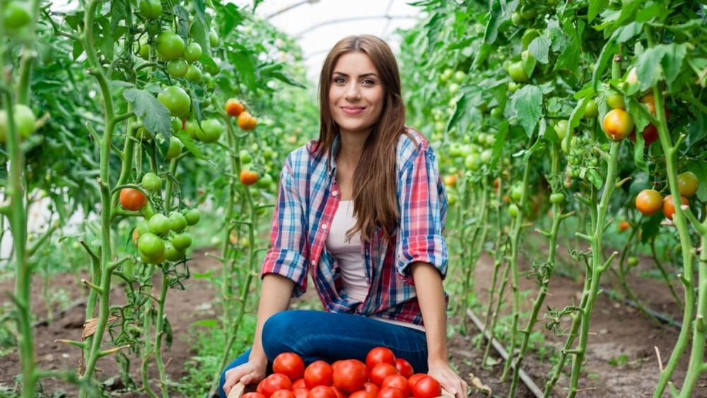 Licențele post-Brexit pentru exportul de alimente către UE au costat firmele britanice până la 65 de milioane de lire sterline, anul trecut / Guvernul promite că va elimina schema existentă prin încheierea unui nou acord cu Bruxelles-ul