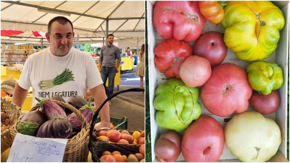 Ce soi de roșii folosești la salată, sos sau ciorbă. Lucian Dragomir (legumicultor): „De-a lungul anilor în care am cultivat tomate am observat că cel mai apreciat soi pentru salată este inimă de bou”