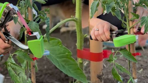 VIDEO | Ce este și cum funcționează pistolul de legat cu bandă: Poate fi folosit la roșii, viță de vie, ardei, castraveți și chiar la pomi fructiferi