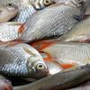 Paradoxul peștelui românesc: Produce 300 de tone de pește, dar nu poate să-l vândă / Gheorghe Nistor (inginer piscicol): „Competiția făcută de peștele de import este tot mai mare. Nu avem desfacere”