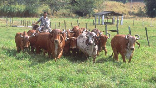 Caz de rabie, confirmat la o bovină adultă dintr-o exploataţie din comuna Oşeşti, Vaslui/ Boala se poate transmite la oameni