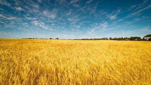 Fermierii italieni reclamă că cerealele din Rusia și Kazahstan inundă piața internă și cauzează prăbușirea prețurilor pentru producția autohtonă