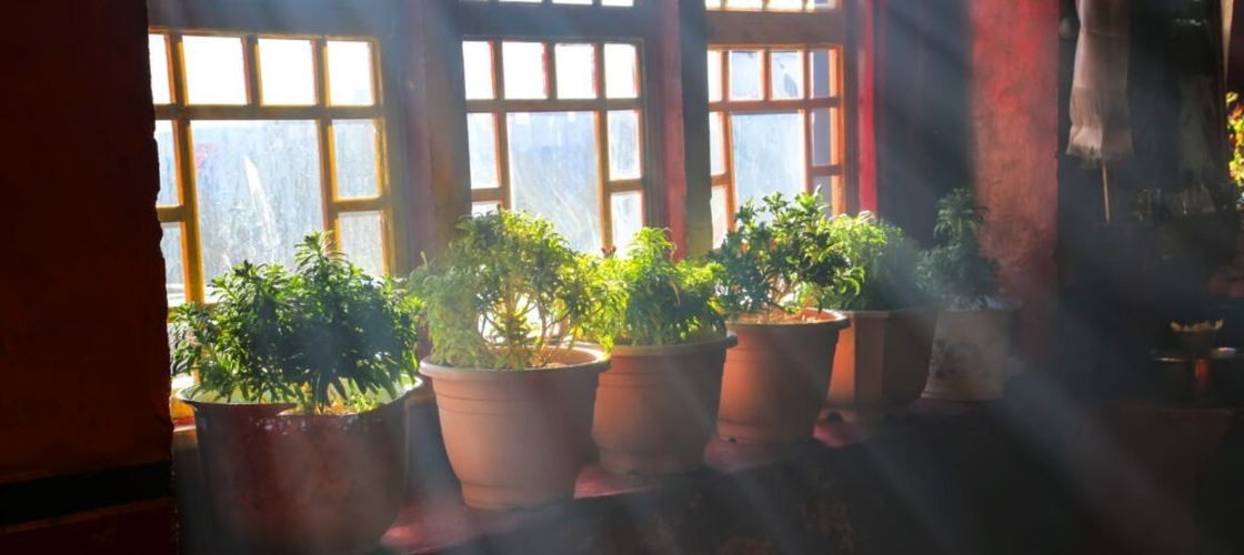 Cum îți dai seama că plantele de apartament au nevoie de apă. Cinci semne simple recomandate de specialiști