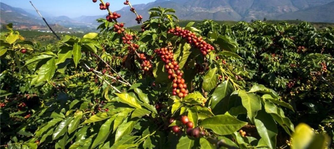 Analiza/ Brazilia, recoltă record de cafea/ Producția este estimată la 72 milioane de saci, iar exporturile ar crește cu aproape 30%/ O tonă de fertilizanți costă 5 saci de cafea!