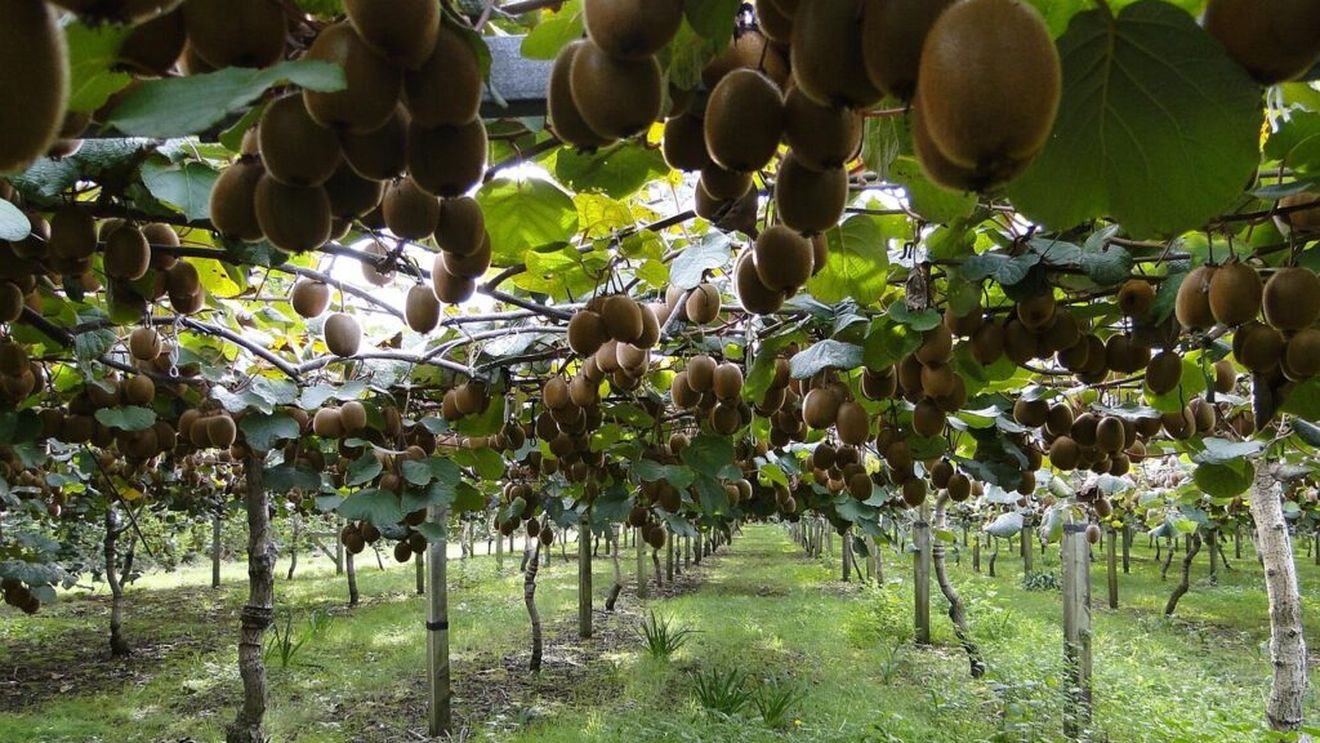 Cum folosesc italienii noile tehnologii pentru a crește randamentul și calitatea plantațiilor de kiwi. Italia este al doilea producător mondial, după ce a adaptat cu decenii în urmă acest arbust din China