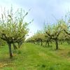 Un fermier din Arad introduce adopția pomilor fructiferi: abonament anual pentru propriul măr sau cireș