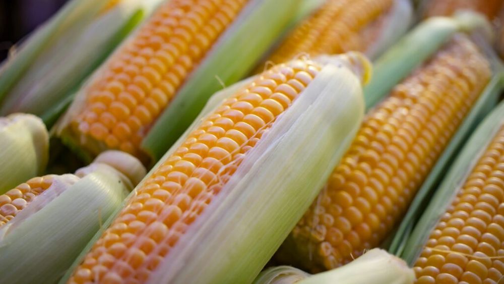 Ce se întâmplă în organism când mănânci alimente modificate genetic? Un specialist în nutriție explică ce sunt OMG-urile, ce este mit și ce ar trebui să ne preocupe