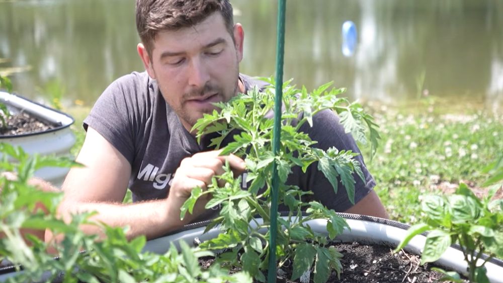 Specialist: Legarea roșiilor de araci poate aduce o recoltă cu până la 75% mai bogată / De ce contează să ridici plantele de pe pământ