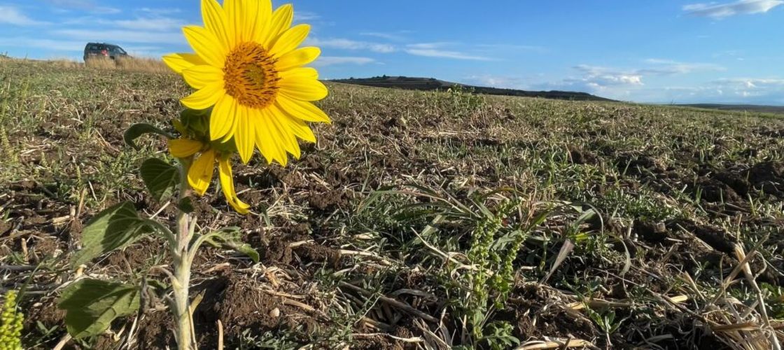 GALERIE FOTO | Cum arată câmpurile din județul Alba la început de toamnă