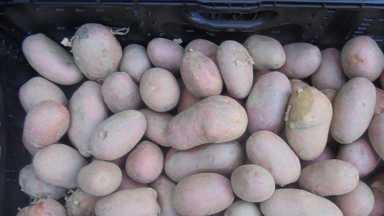 Măsura 21: cultivatorii de legume în câmp, sere și solarii, pomicultorii și cultivatorii de cartofi pot depune până la 23 octombrie actele necesare pentru încasarea sprijinului financiar; suma maximă: 5000 euro/beneficiar