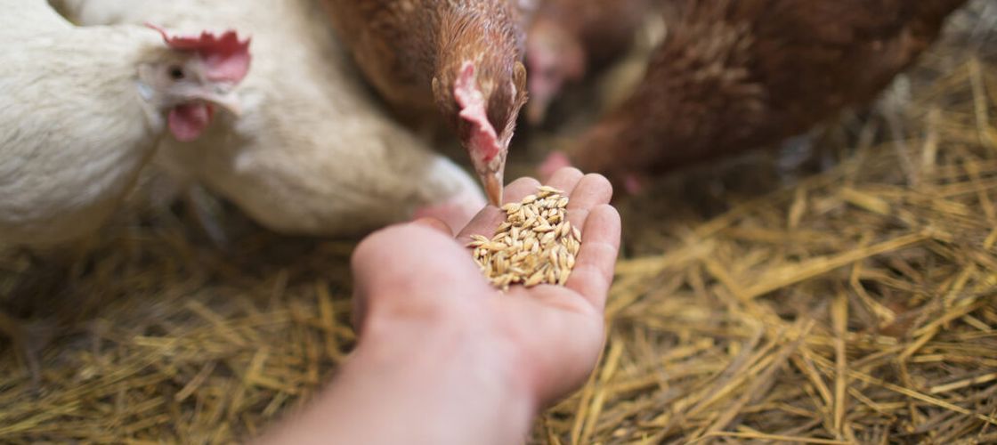 Cum ajung „superbacteriile” în farfurie / Alimentele contribuie la răspândirea rezistenței la antibiotice / Utilizarea acestor medicamente în agricultură, un factor major