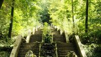 O pădure din Portugalia a primit statutul de „pădure terapeutică”: Bussaco ascunde 250 de specii de arbori și arbuști / Ce se întâmplă într-un astfel de loc și cum diferă terapia de „baia de pădure”